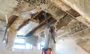 Why You Should Choose Our Mold Remediation Services in Advance, MO